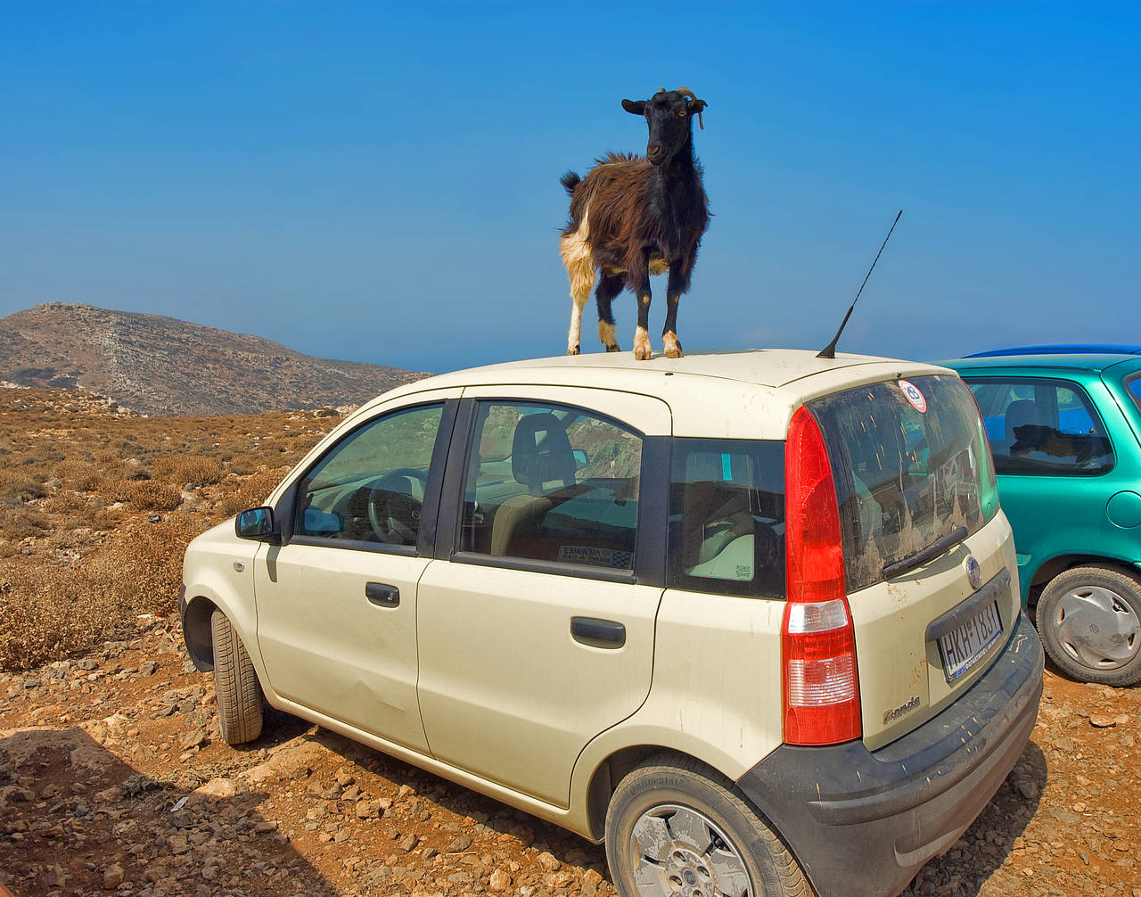 Kreta von A-Z Ansicht Sehenswürdigkeit  Vorsicht bei freilaufenden Schafen und Ziegen